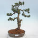 Outdoor bonsai - Pinus Mugo - Klęcząca Sosna - 1/5