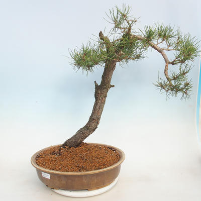 Outdoor bonsai - Pinus sylvestris - Sosna zwyczajna - 1