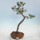 Outdoor bonsai - Pinus sylvestris - Sosna zwyczajna - 1/5
