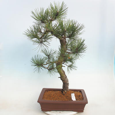 Outdoor bonsai - Pinus Nigra - Czarna sosna - 1