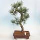 Outdoor bonsai - Pinus Nigra - Czarna sosna - 1/5