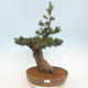 Outdoor bonsai - Taxus bacata - Cis czerwony - 1/5