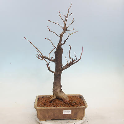 Outdoor bonsai - Lipa drobnolistna - Tilia cordata - 1