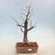Outdoor bonsai - Lipa drobnolistna - Tilia cordata - 1/5
