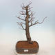Outdoor bonsai - Lipa drobnolistna - Tilia cordata - 1/5