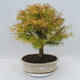 Outdoor bonsai - Pseudolarix amabilis - Pamodřín - 1/5