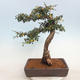 Outdoor bonsai-Cotoneaster - Rock Garden - 1/5