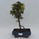 Outdoor bonsai - Acer palmatum Shishigashira - 1/2
