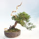 Outdoor bonsai - Juniperus chinensis Itoigawa - chiński jałowiec - 1/6
