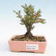 Outdoor bonsai-Lonicera nitida -Zimolez - 1/4