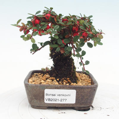 Outdoor bonsai-Cotoneaster - Rock Garden - 1