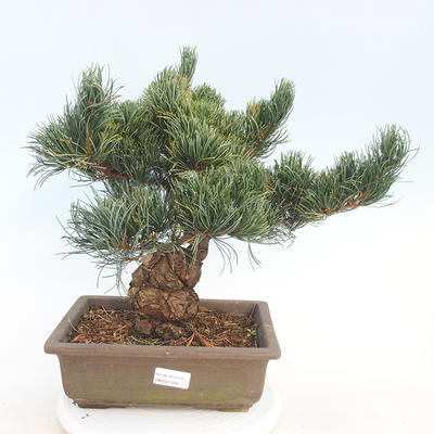 Outdoor bonsai - Pinus parviflora - Sosna drobnokwiatowa - 1