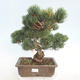 Outdoor bonsai - Pinus parviflora - Sosna drobnokwiatowa - 1/5