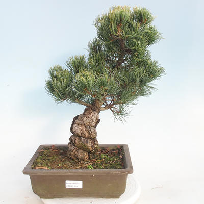 Outdoor bonsai - Pinus parviflora - Sosna drobnokwiatowa - 1