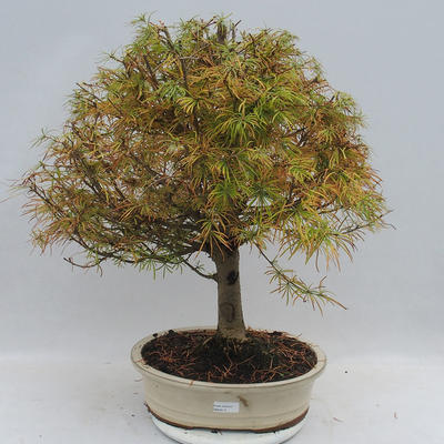 Outdoor bonsai - Pseudolarix amabilis - Pamodřín - 1