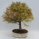 Outdoor bonsai - Pseudolarix amabilis - Pamodřín - 1/6