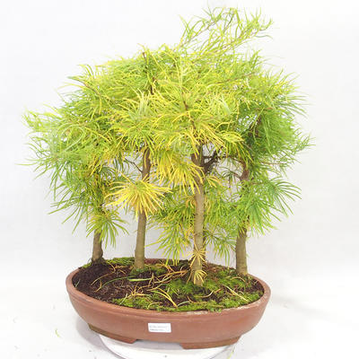 Outdoor bonsai - Pseudolarix amabilis - Pamodřín - gaj z 5 drzewami - 1