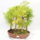 Outdoor bonsai - Pseudolarix amabilis - Pamodřín - gaj z 5 drzewami - 1/5