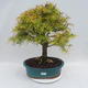 Outdoor bonsai - Pseudolarix amabilis - Pamodřín - 1/6