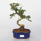 Pokój bonsai - Carmona macrophylla - Tea fuki - 1/5