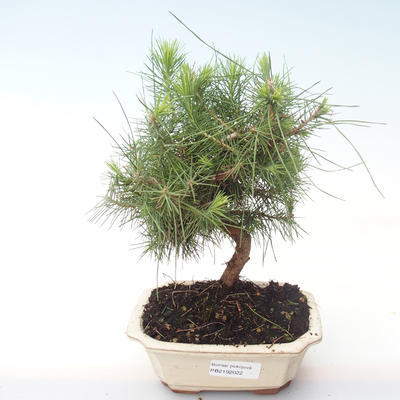 Indoor bonsai-Pinus halepensis-Aleppo sosna PB2192022