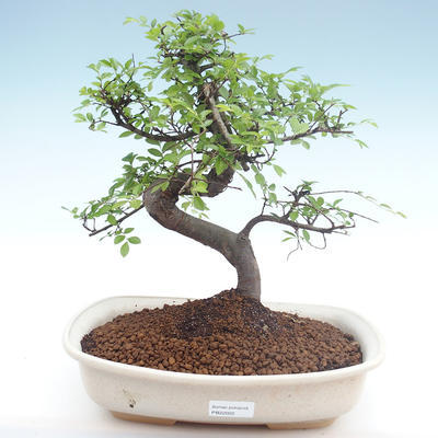 Kryty bonsai - Ulmus parvifolia - Wiąz mały liść PB22022 - 1