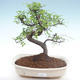 Kryty bonsai - Ulmus parvifolia - Wiąz mały liść PB22022 - 1/3