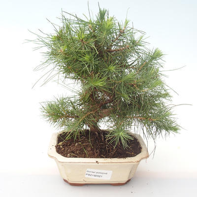Indoor bonsai-Pinus halepensis-Aleppo sosna PB2192021