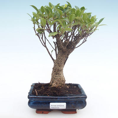 Kryty bonsai - Ficus retusa - ficus mały liść PB22032 - 1