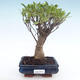 Kryty bonsai - Ficus retusa - ficus mały liść PB22032 - 1/2