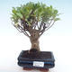 Kryty bonsai - Ficus retusa - ficus mały liść PB22035 - 1/2