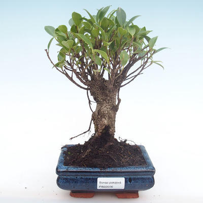 Kryty bonsai - Ficus retusa - ficus mały liść PB22035 - 1