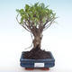 Kryty bonsai - Ficus retusa - ficus mały liść PB22035 - 1/2