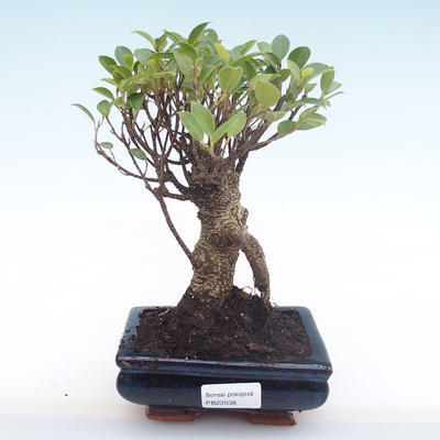 Kryty bonsai - Ficus retusa - ficus mały liść PB22038 - 1