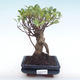 Kryty bonsai - Ficus retusa - ficus mały liść PB22038 - 1/2