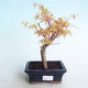 Outdoor bonsai - Acer pal. Sango Kaku - klon palmowy - 1/3