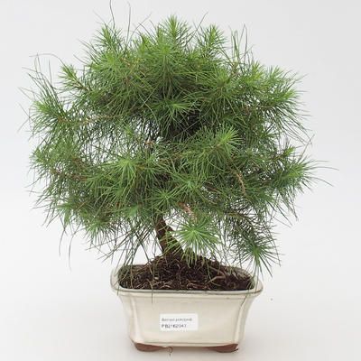 Pokój bonsai-Pinus halepensis-Aleppo Pine