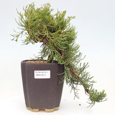 Bonsai zewnętrzne - Juniperus chinensis Kaizuka - jałowiec chiński