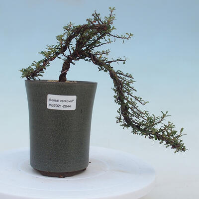 Outdoor bonsai-irga microcarpa var.thymifolius-Skalník - 1