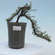 Outdoor bonsai-irga microcarpa var.thymifolius-Skalník - 1/2