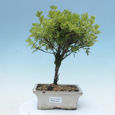 Outdoor bonsai-Pięciolistnik - Potentila fruticosa żółty Ptak - 1