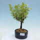 Outdoor bonsai-Pięciolistnik - Potentila fruticosa żółty Ptak - 1/2