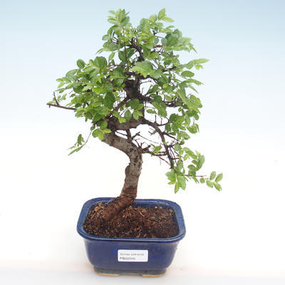 Kryty bonsai - Ulmus parvifolia - Wiąz mały liść PB22046 - 1