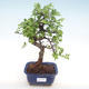 Kryty bonsai - Ulmus parvifolia - Wiąz mały liść PB22046 - 1/3