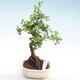 Kryty bonsai - Ulmus parvifolia - Wiąz mały liść PB22047 - 1/3