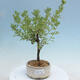 Outdoor bonsai-Pięciolistnik - Potentila fruticosa żółty Ptak - 1/2