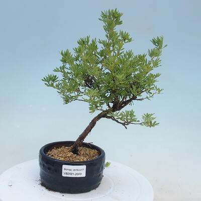 Outdoor bonsai-Pięciolistnik - Potentila fruticosa żółty Ptak - 1