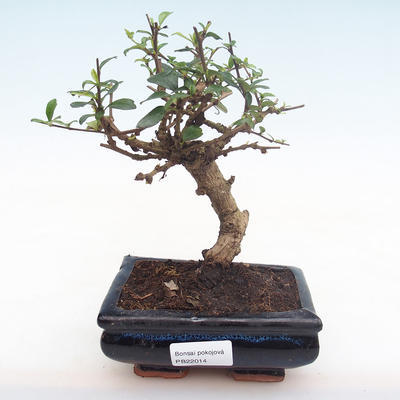 Kryty bonsai - Carmona macrophylla - Tea fuki PB22014 - 1