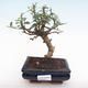 Kryty bonsai - Carmona macrophylla - Tea fuki PB22014 - 1/5