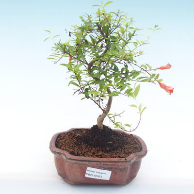 Kryty bonsai-PUNICA granatum nana-Pomegranate PB2192053 - 1